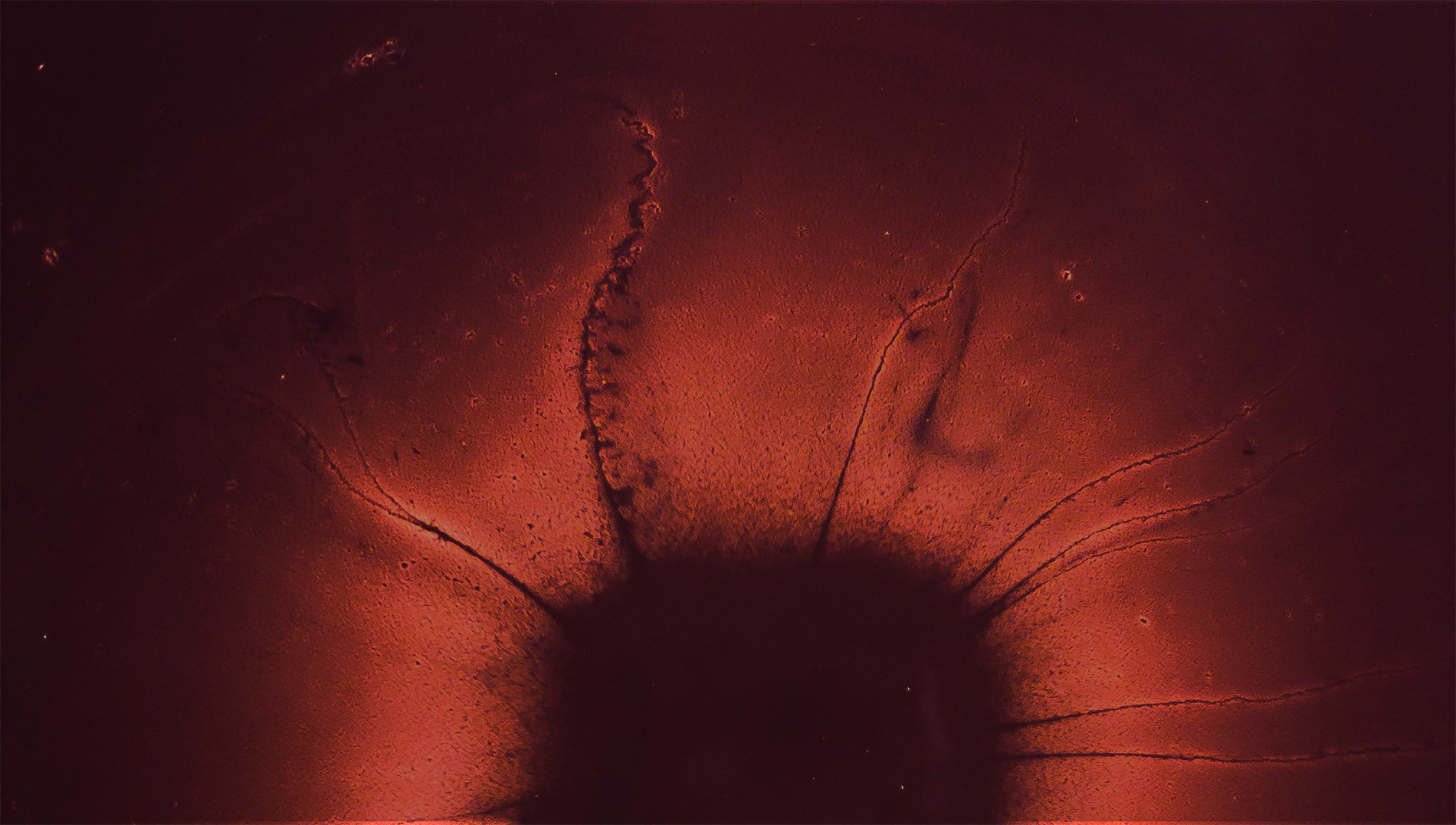 All images_TRanshuman 5 _bg