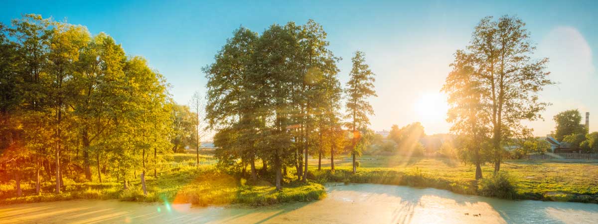 scenic-view-of-summer-sunny-forest-woods-and-wild-PCQ5774