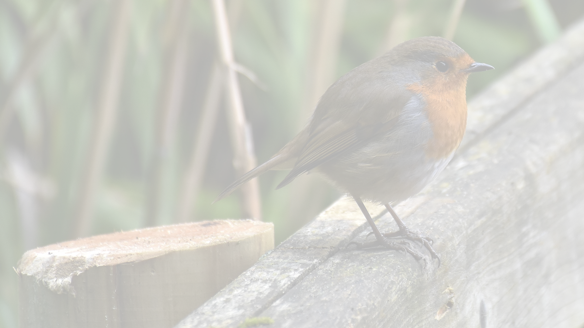 Robin